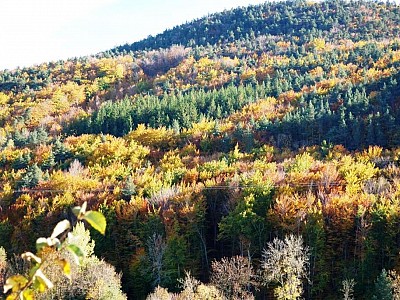 Automne_allenc (5)